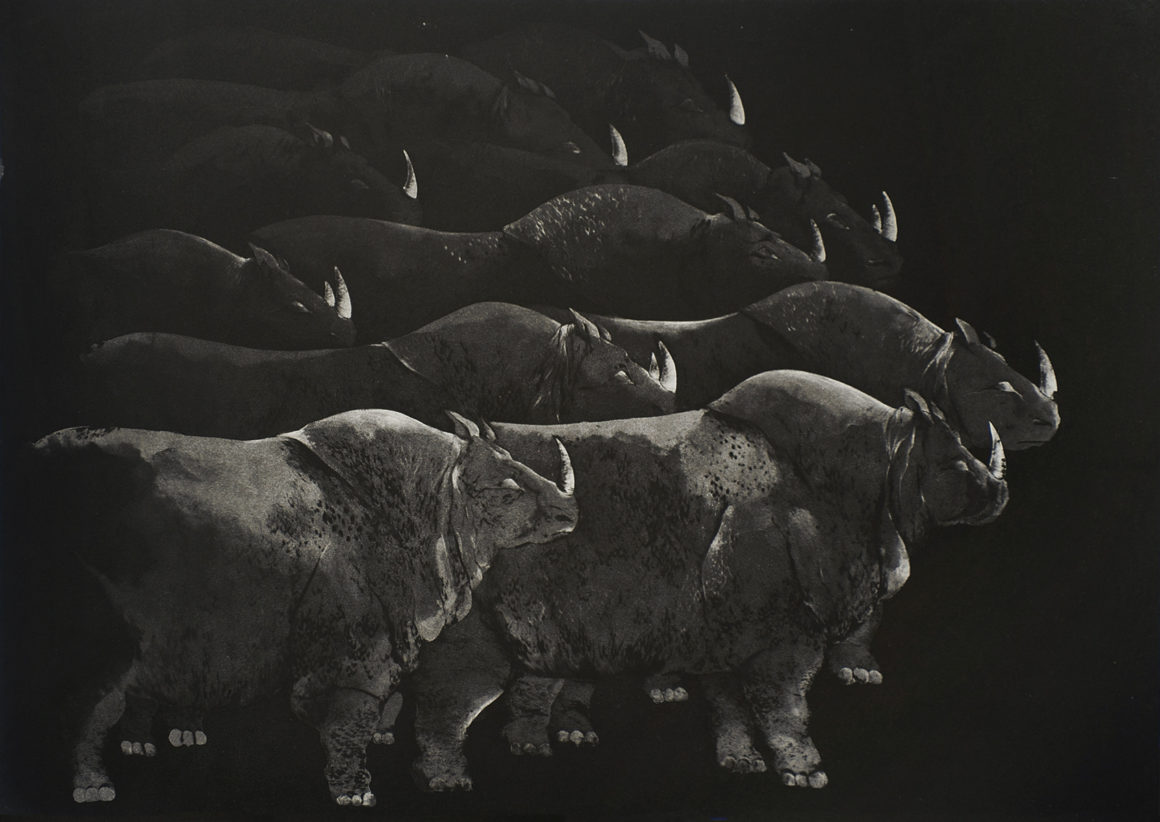 Marjan SEYEDIN - série "Troupeaux" - rhinocéros, 2012 - Aquatinte et pointe sèche, tirage à 21 épreuves hors marges - 50 x 70 cm