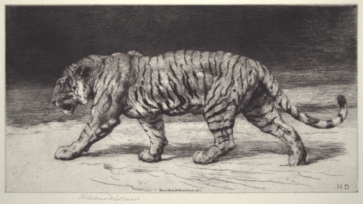 [A Bengal tiger] by Herbert Dicksee Etching 1915