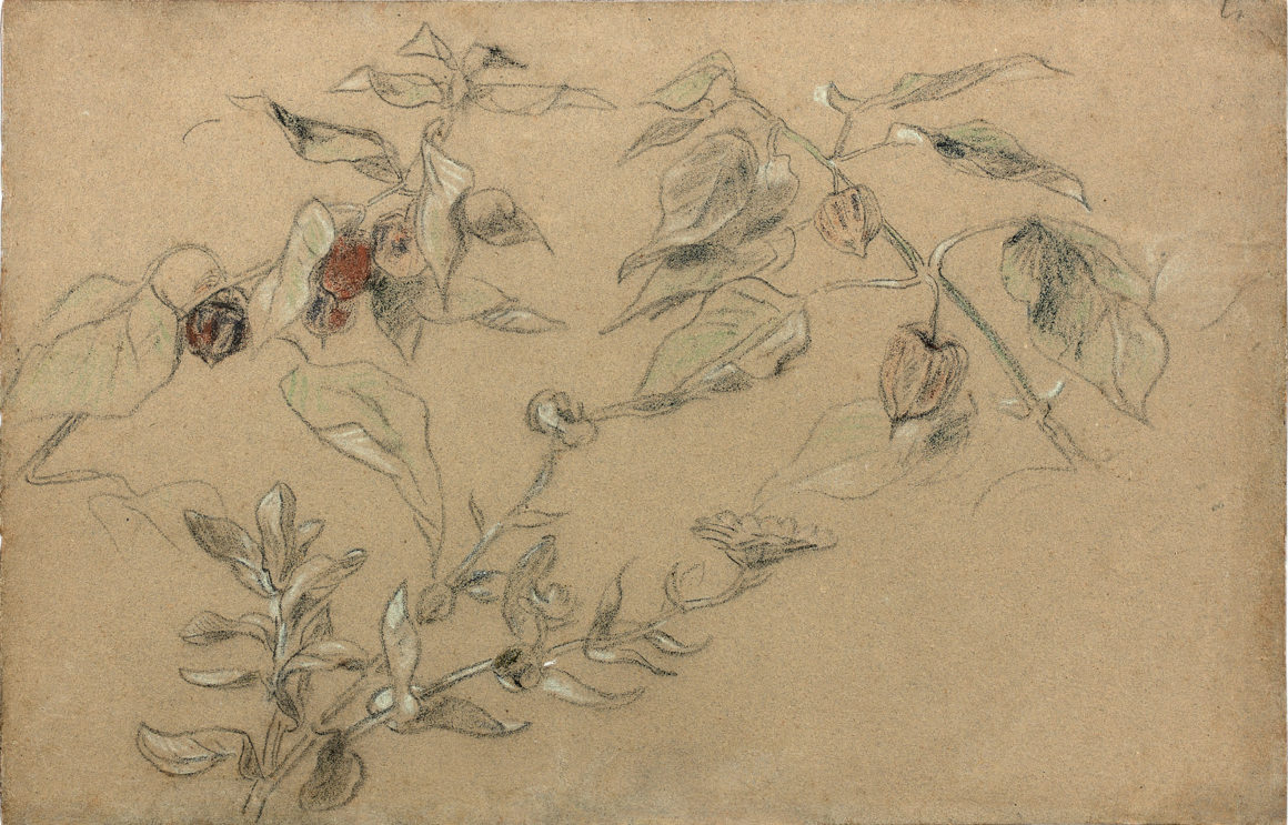 Eugène Delacroix Branches de physalis et de marguerite Pastel 262 x 402 mm