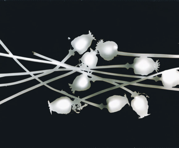 Exposition Emprunter la nature, Librairie & Galerie St Michel